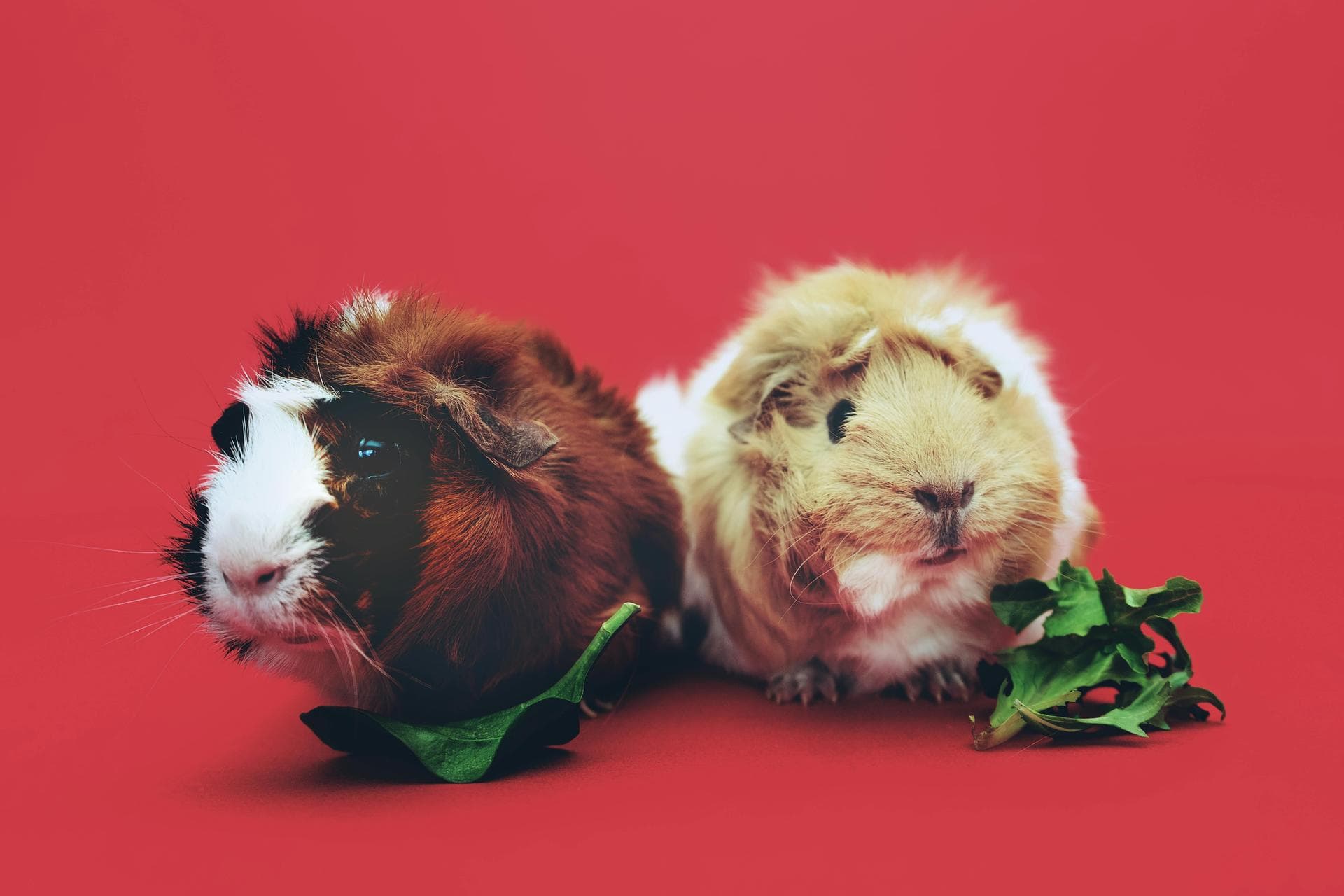 Best Vets in Glasgow
