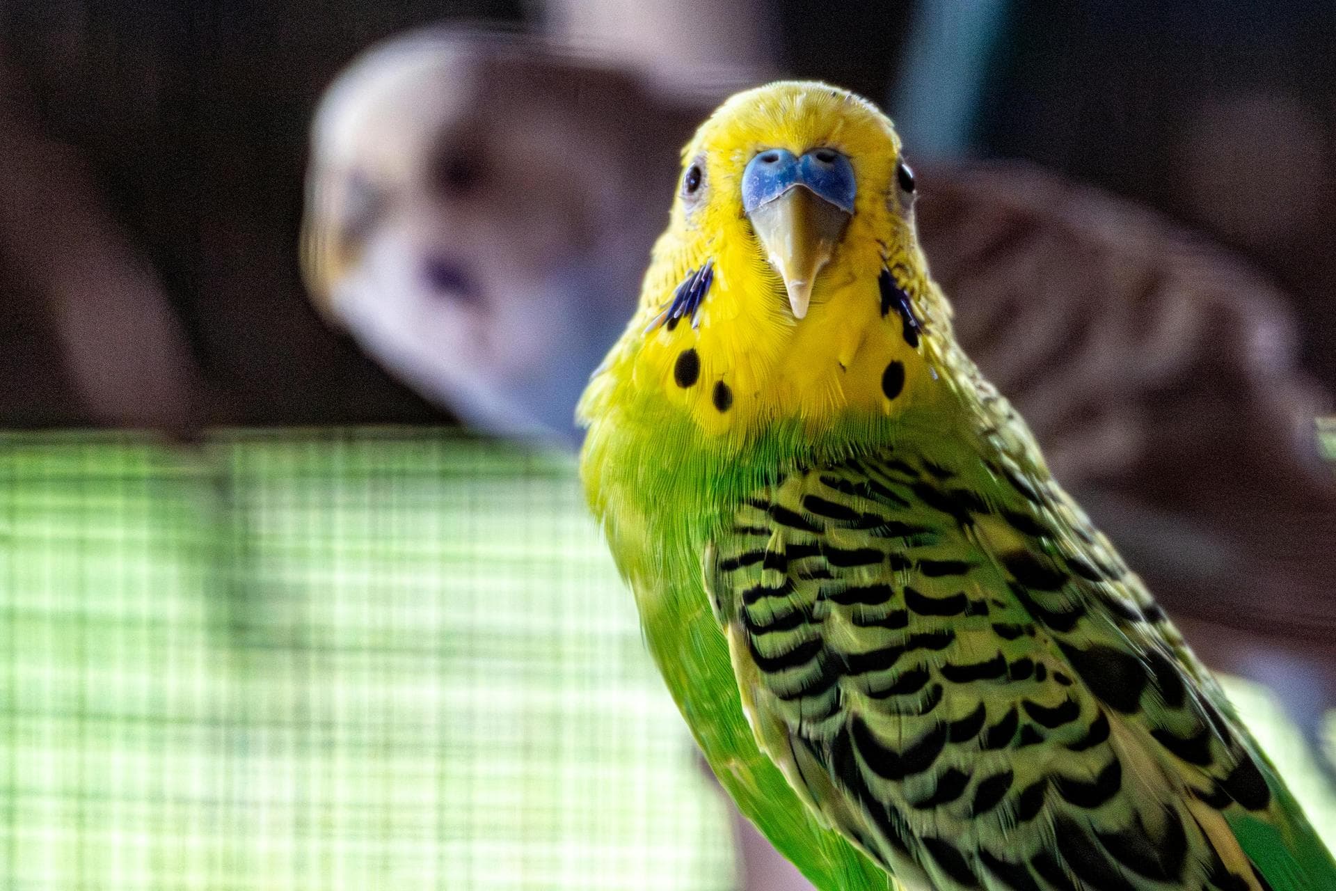 Best Vets in Glasgow